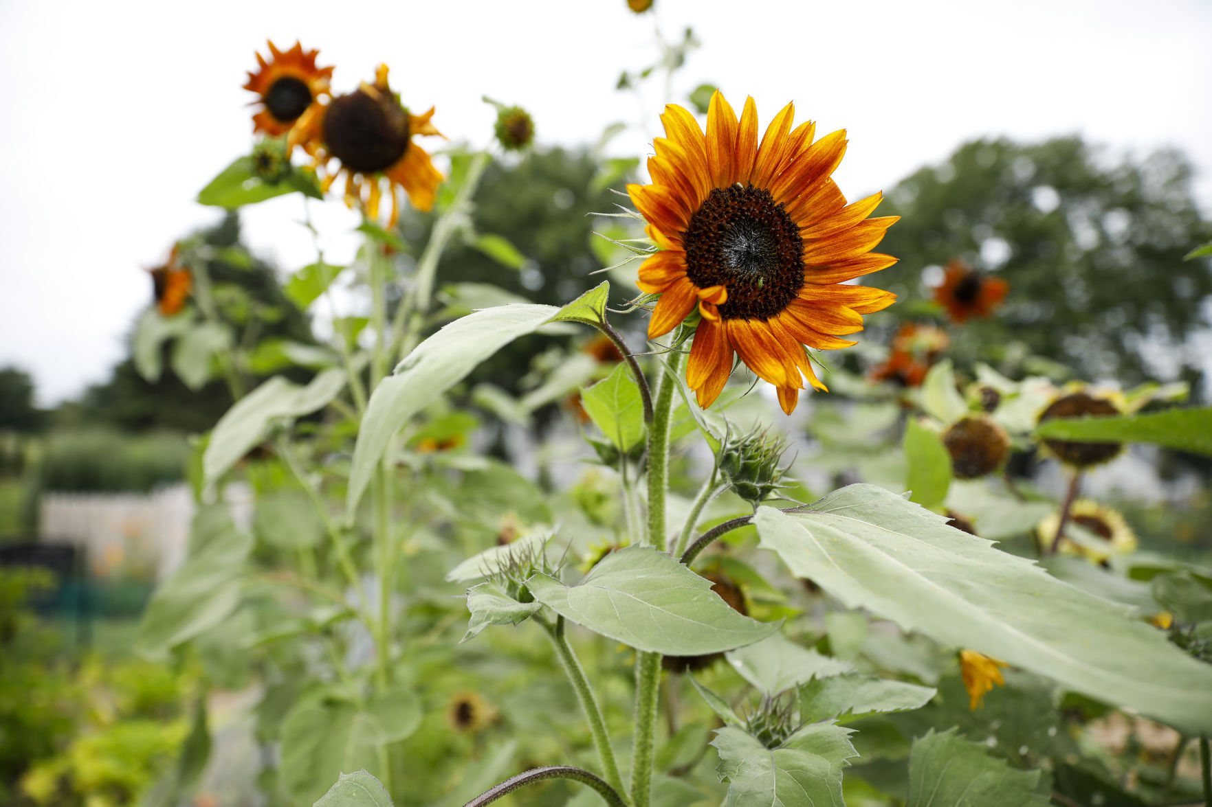 Community Gardens 080920 20-08092020175228